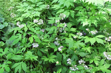 Virginia Waterleaf