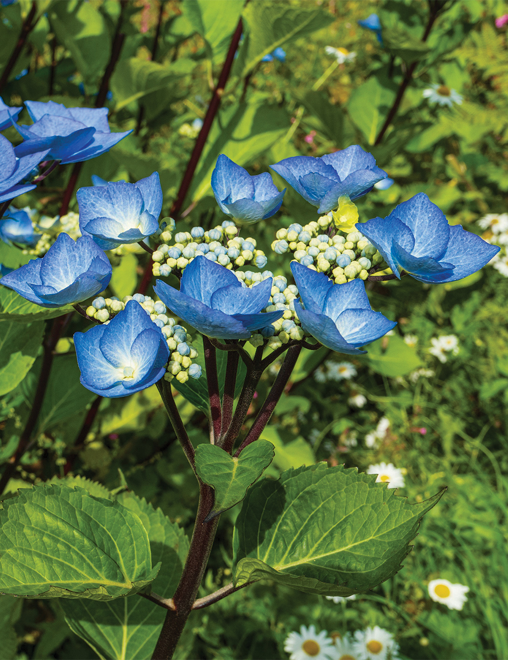 Hydrangea 'Black Lace'