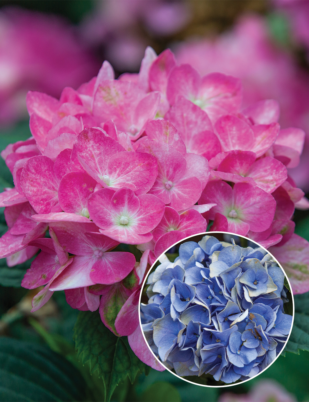 Hydrangea 'Pink-Blue Sunset'