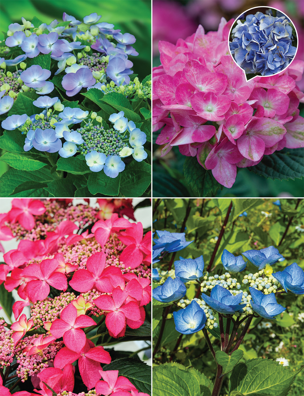 Hydrangeas (reduced) Collection