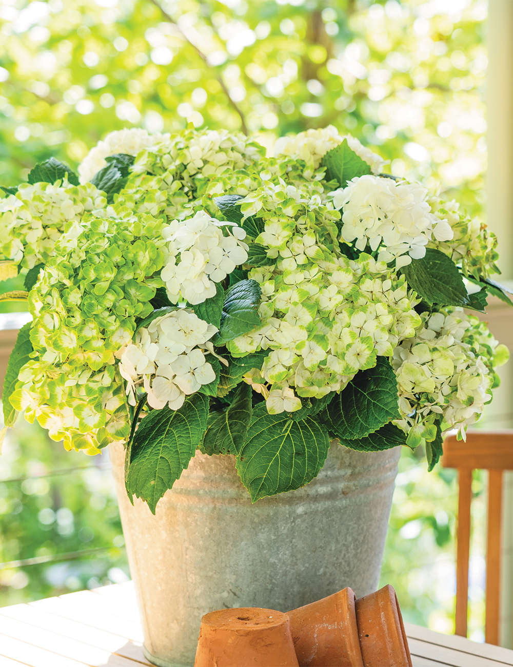 Hydrangea 'Magical Pearl'