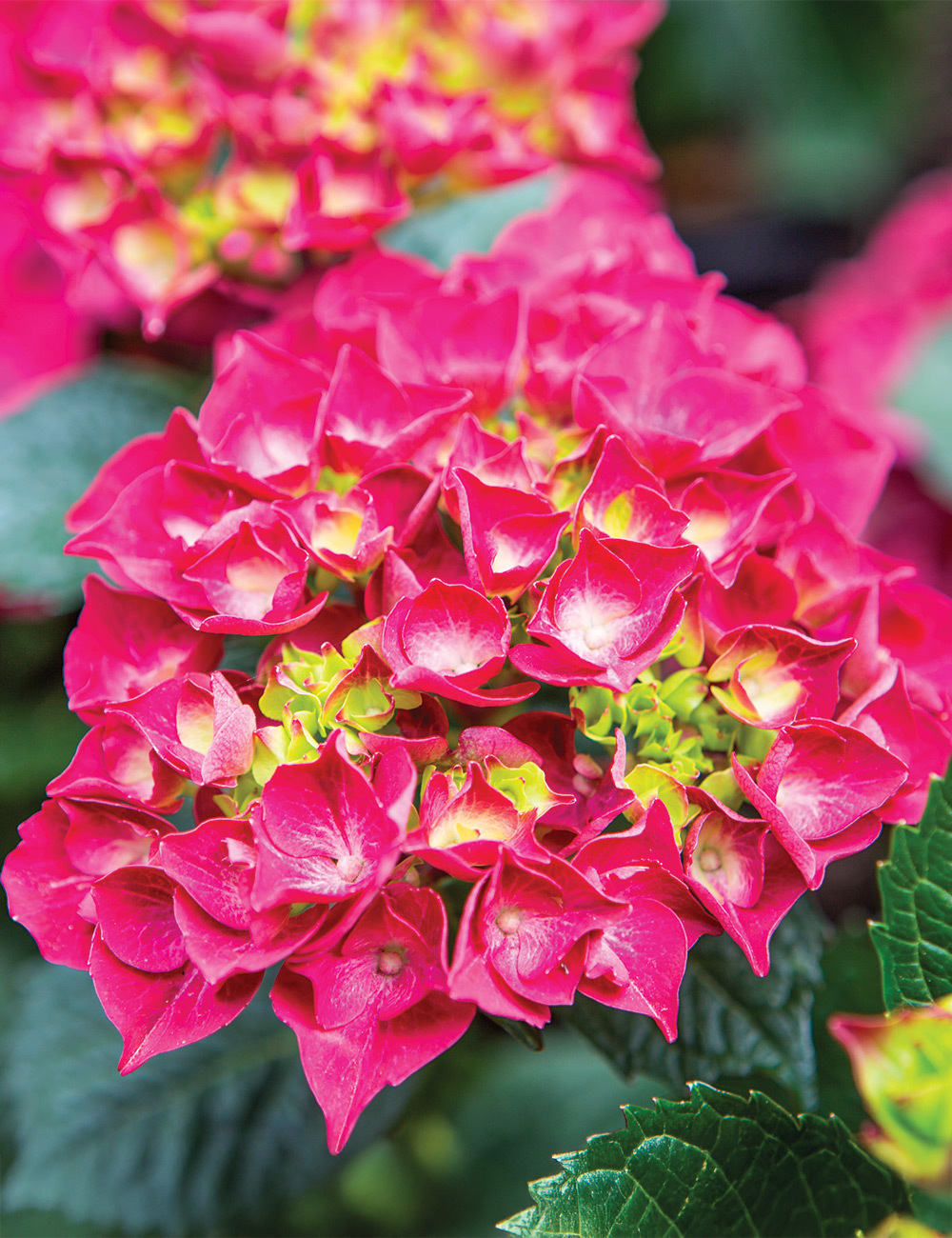 Hydrangea Kolmaru 'Magical Rubyred'