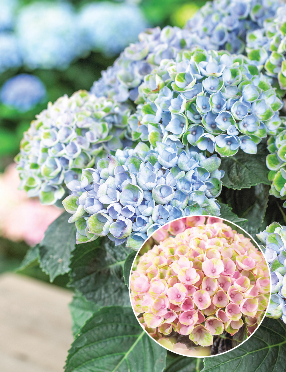 Hydrangea 'Magical Revolution'