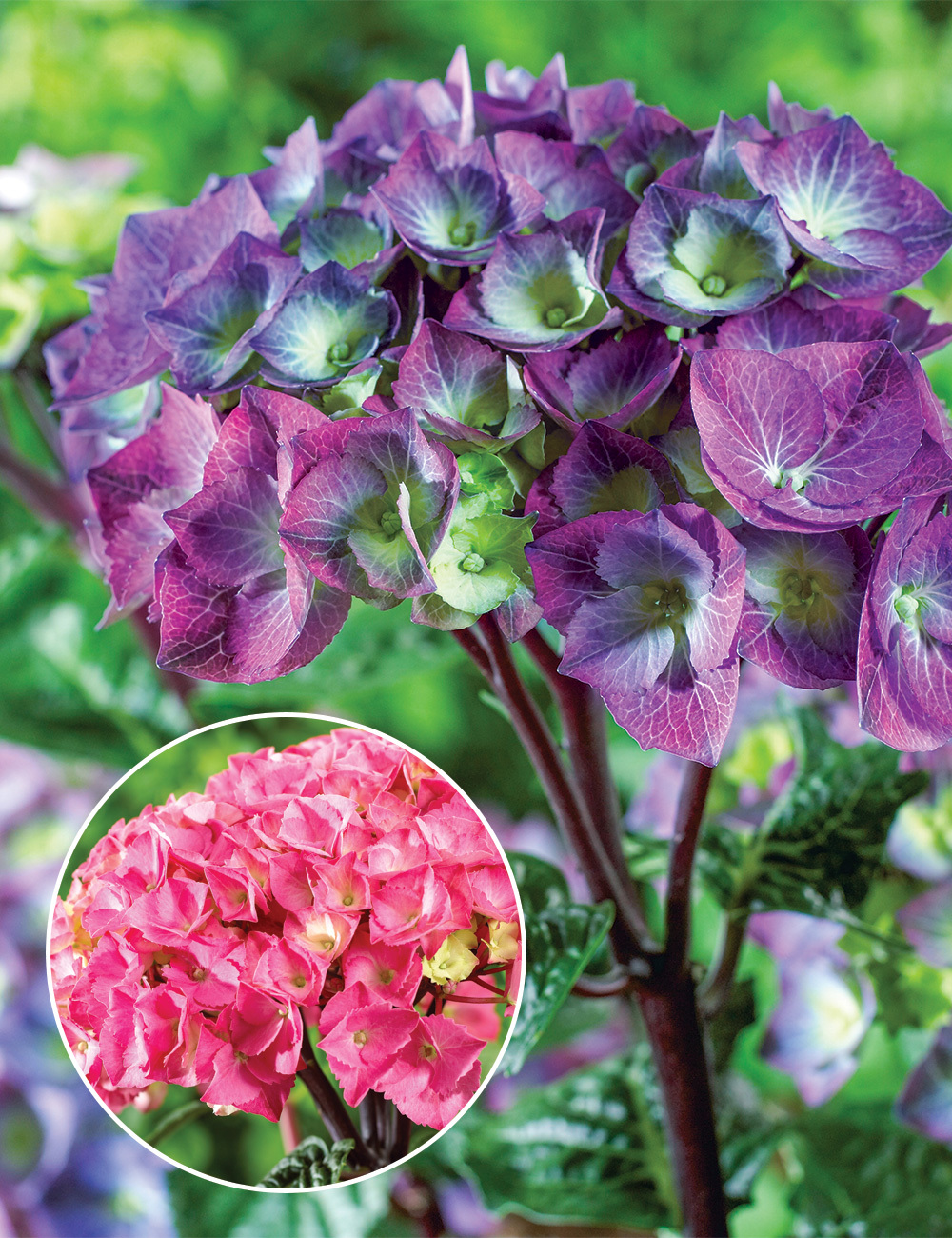 Hydrangea 'Oregon Pride'