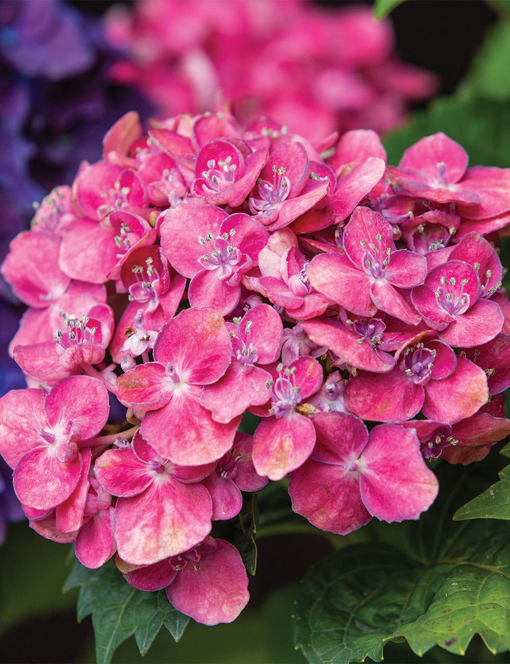 Hydrangea 'Popcorn Candy'