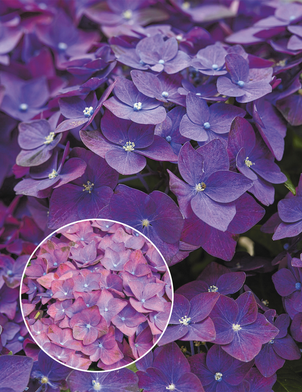 Hydrangea 'Deep Purple'