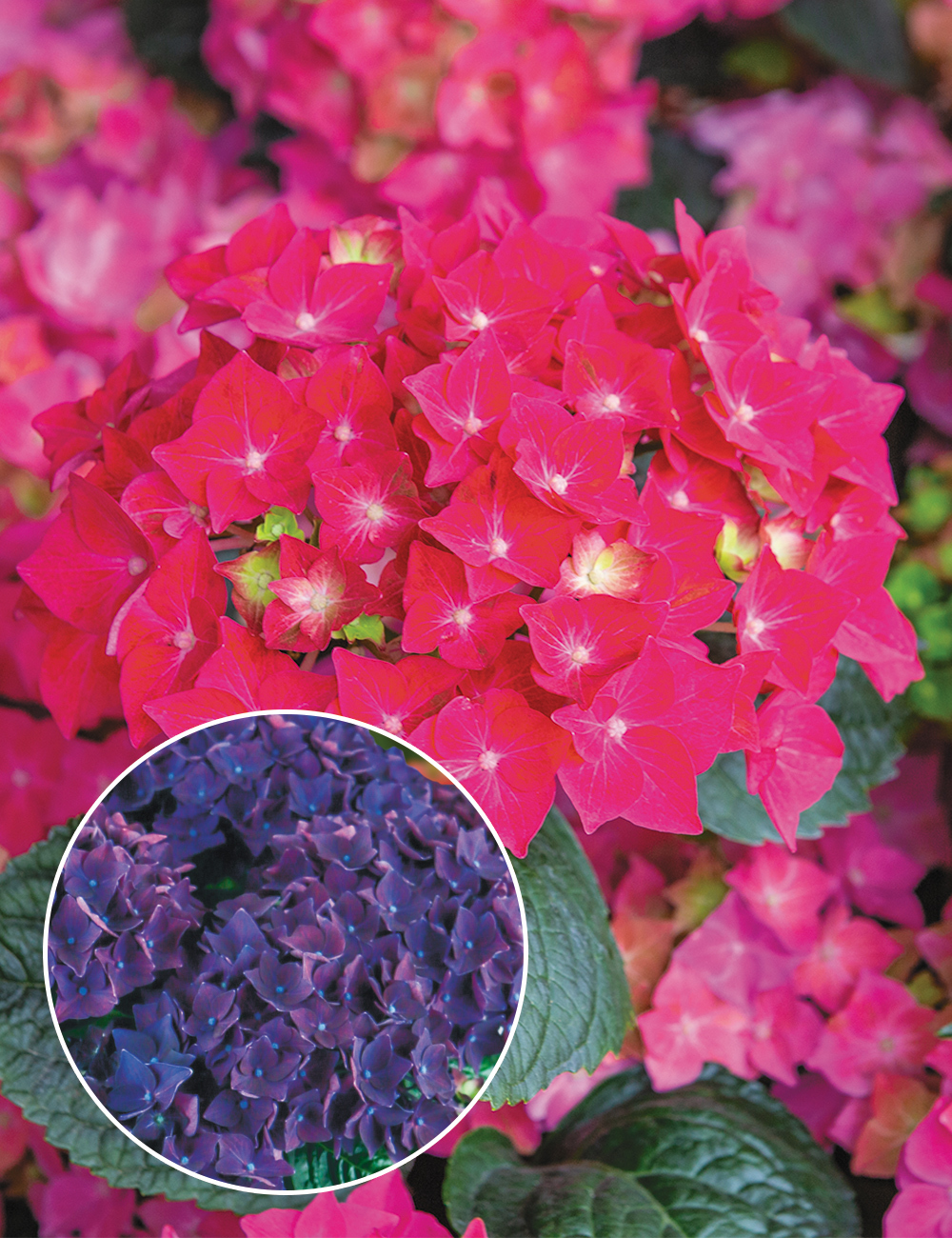 Hydrangea 'Red/Purple Romance'