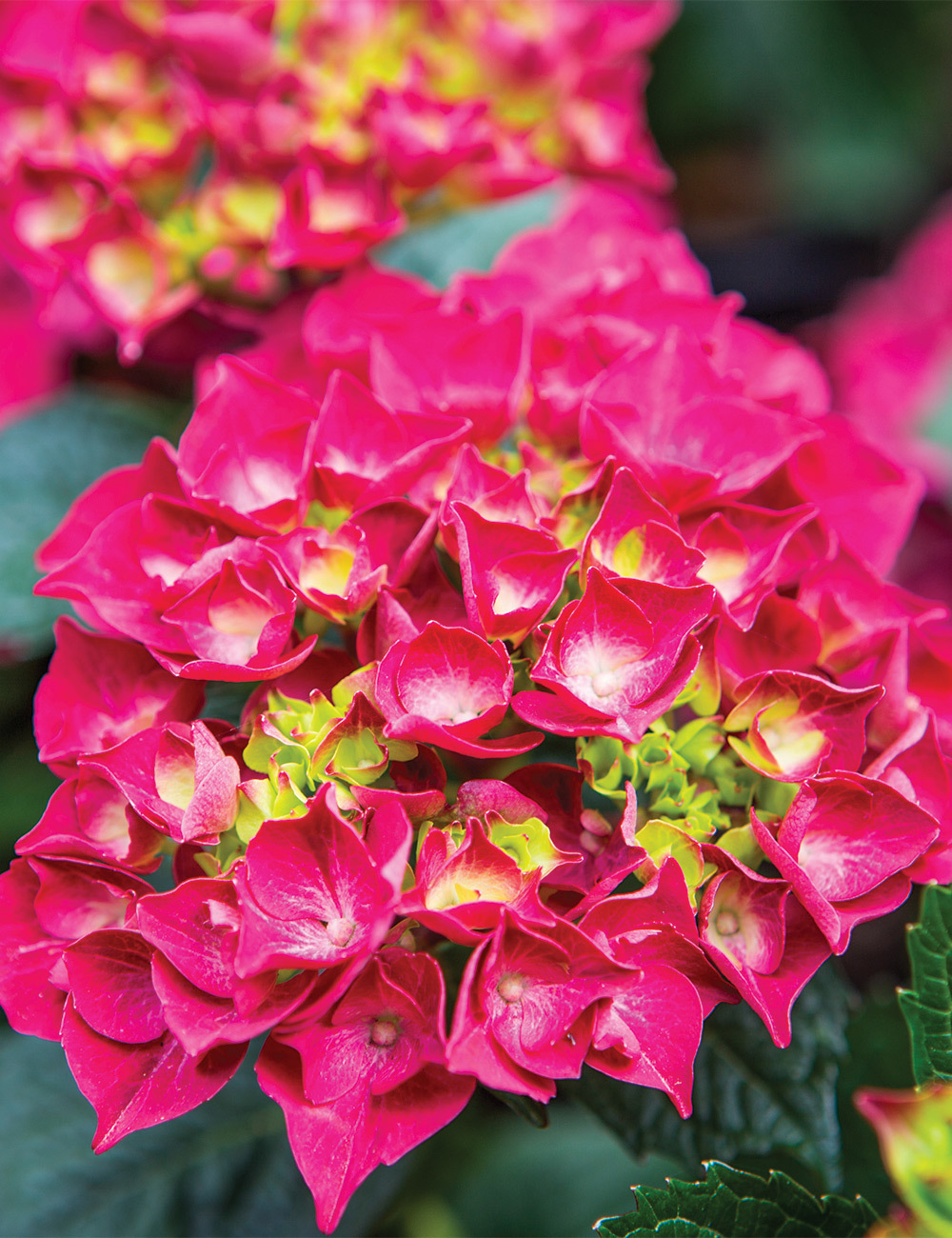 Hydrangea Kolmaru 'Magical Rubyred'