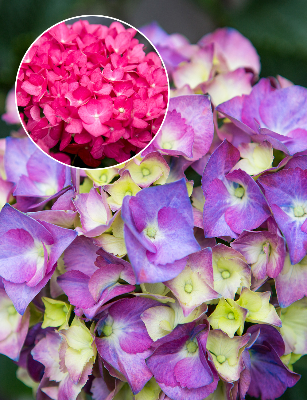 Hydrangea 'Storm Cloud'