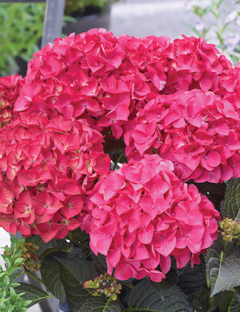 Image of Tuxedo hydrangea field