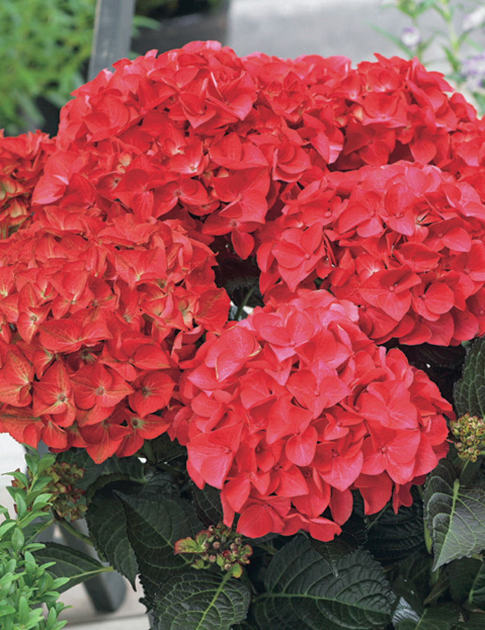 Hydrangea Tuxedo 'Red'