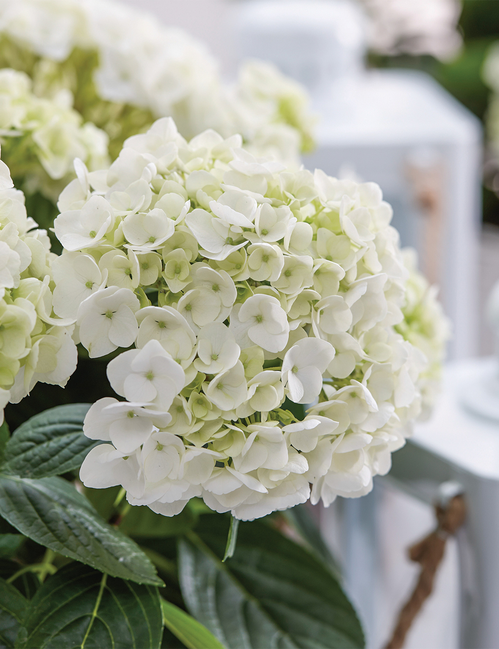 Hydrangea 'White Ball'
