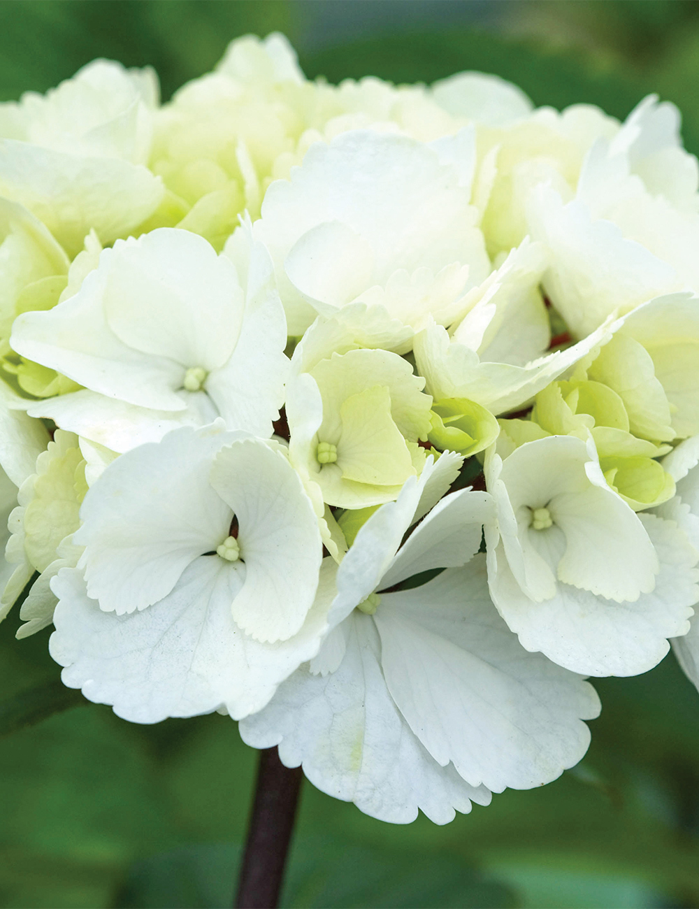 Hydrangea 'White Knight'