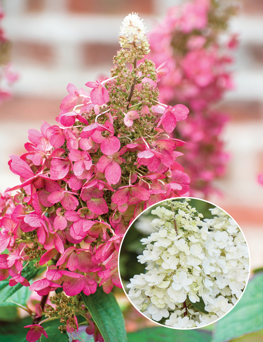 Pee Gee Hydrangea 'Candlelight'