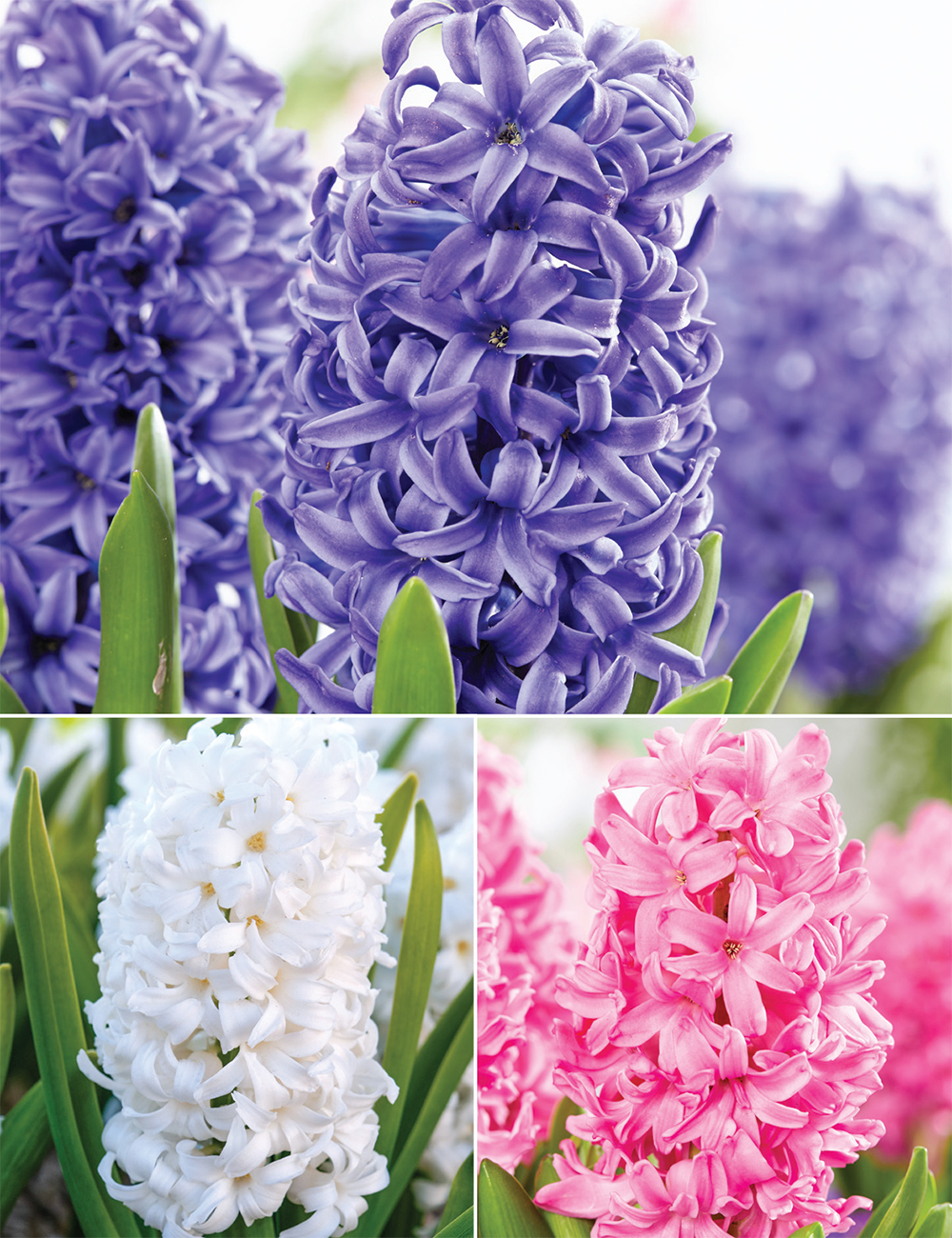 Potting Hyacinths (reduced) Collection