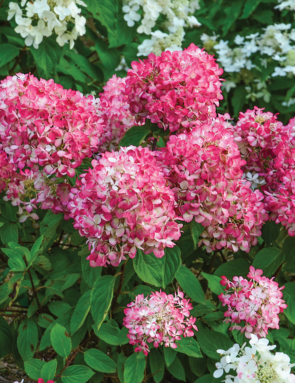 Pee Gee Hydrangea 'Diamond Rouge'