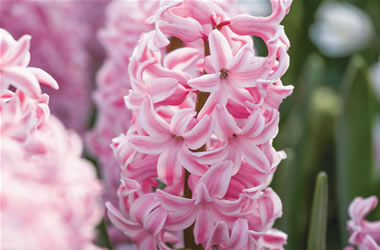 Potting Hyacinth Fondant