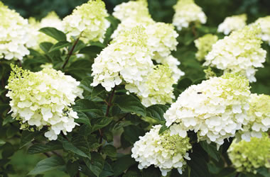 PeeGee Hydrangea 'Floribunda'