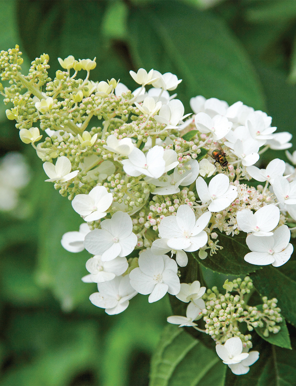 Pee Gee Hydrangea 'Praecox'