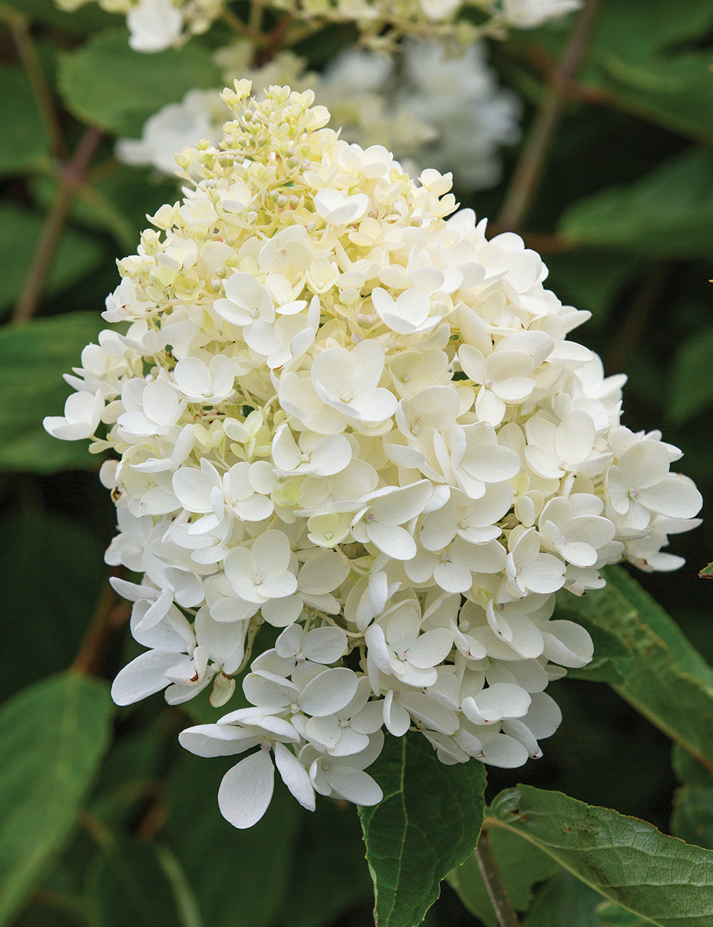 Pee Gee Hydrangea 'Grandiflora'