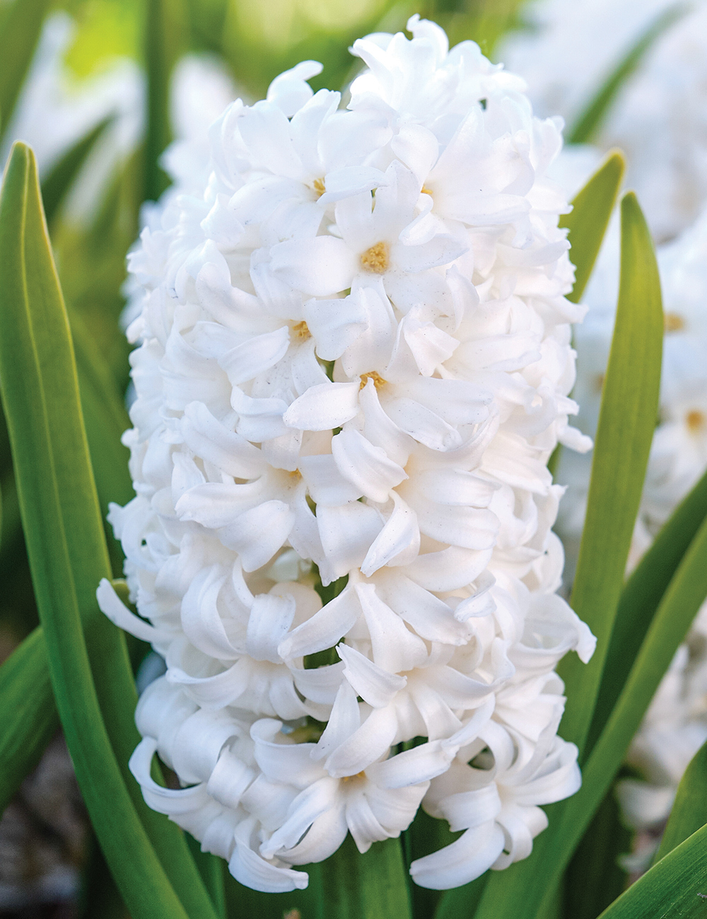 Potting Hyacinth 'Pallas'