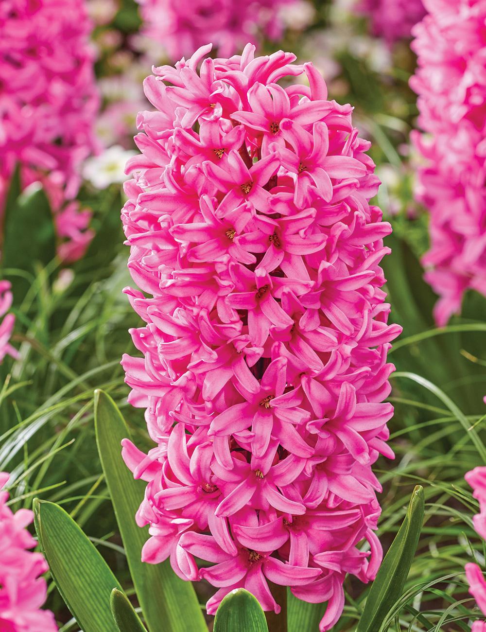 Potting Hyacinth 'Scarlet Pearl'