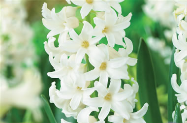 Potting Hyacinth White King