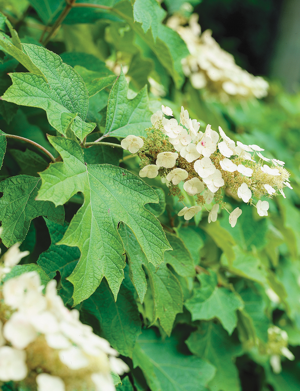 Oak Leaf Hydrangea 'Alice'