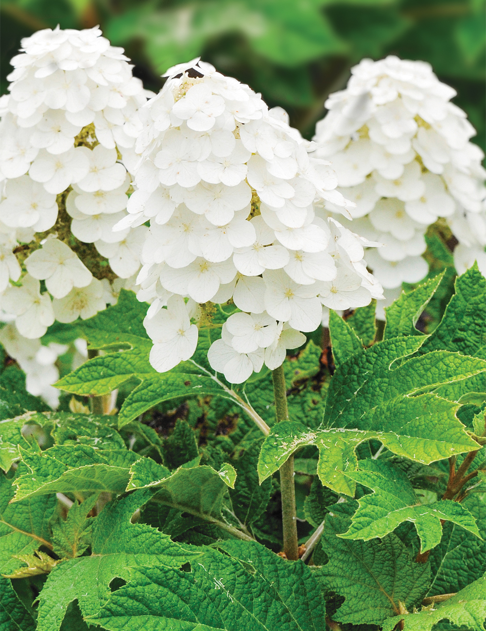 Oak Leaf Hydrangea 'Pee Wee'