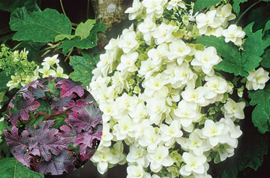Oakleaf Hydrangea Snowflake