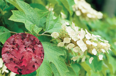 Oakleaf Hydrangea Snow Queen