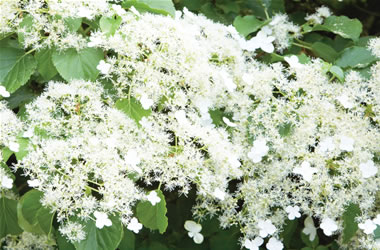 Climbing Hydrangea Hydrangea petiolaris