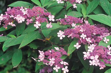 Hydrangea Villosa