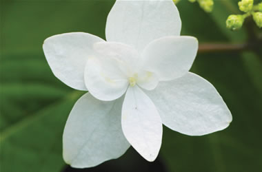 Hydrangea Shiro Fuji