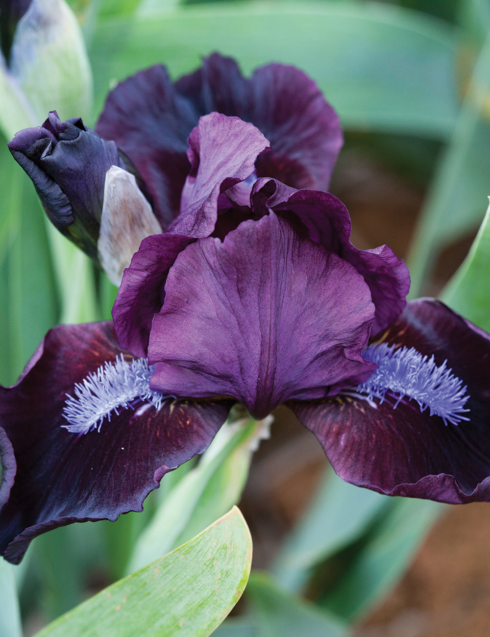 Dwarf Bearded Iris 'Jack Spratt'