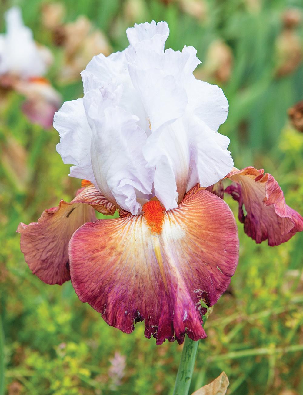 Bearded Iris 'Tantalizing'