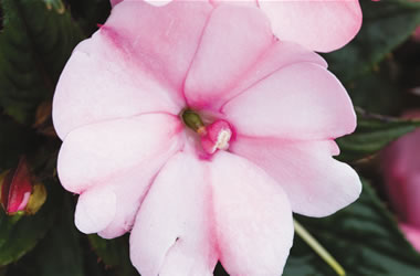 Sunpatiens Blush Pink