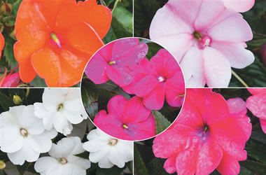 Sunpatiens Collection