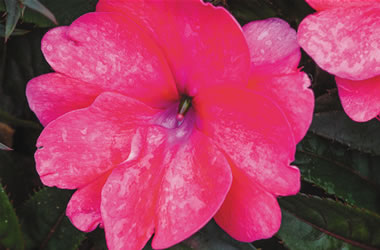 Sunpatiens Deep Rose