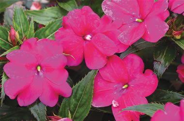 Sunpatiens Magenta