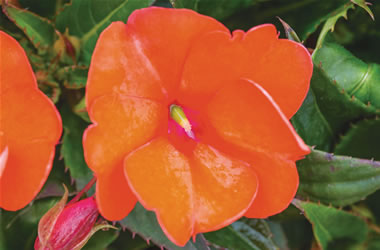 Sunpatiens Orange