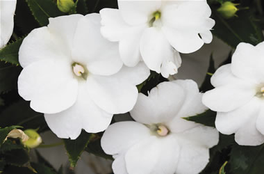 Sunpatiens White