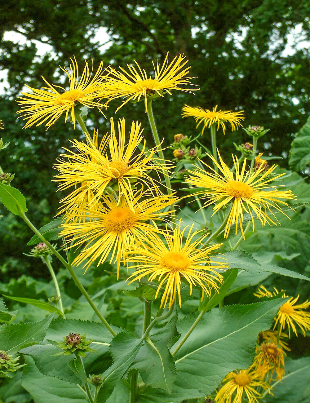 Inula Magnificent Elecampane