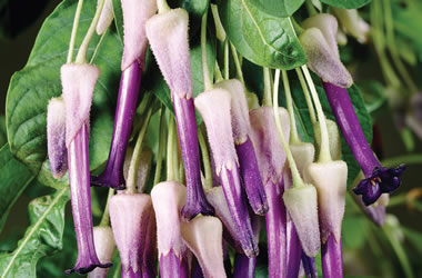 (34A) Iochroma Bell Flowers Purple Bells