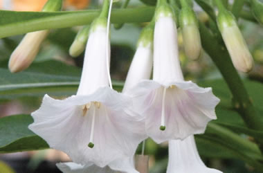 (34A) Iochroma Bell Flowers Alba