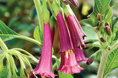 (33C) Iochroma Bell Flowers Wine Red