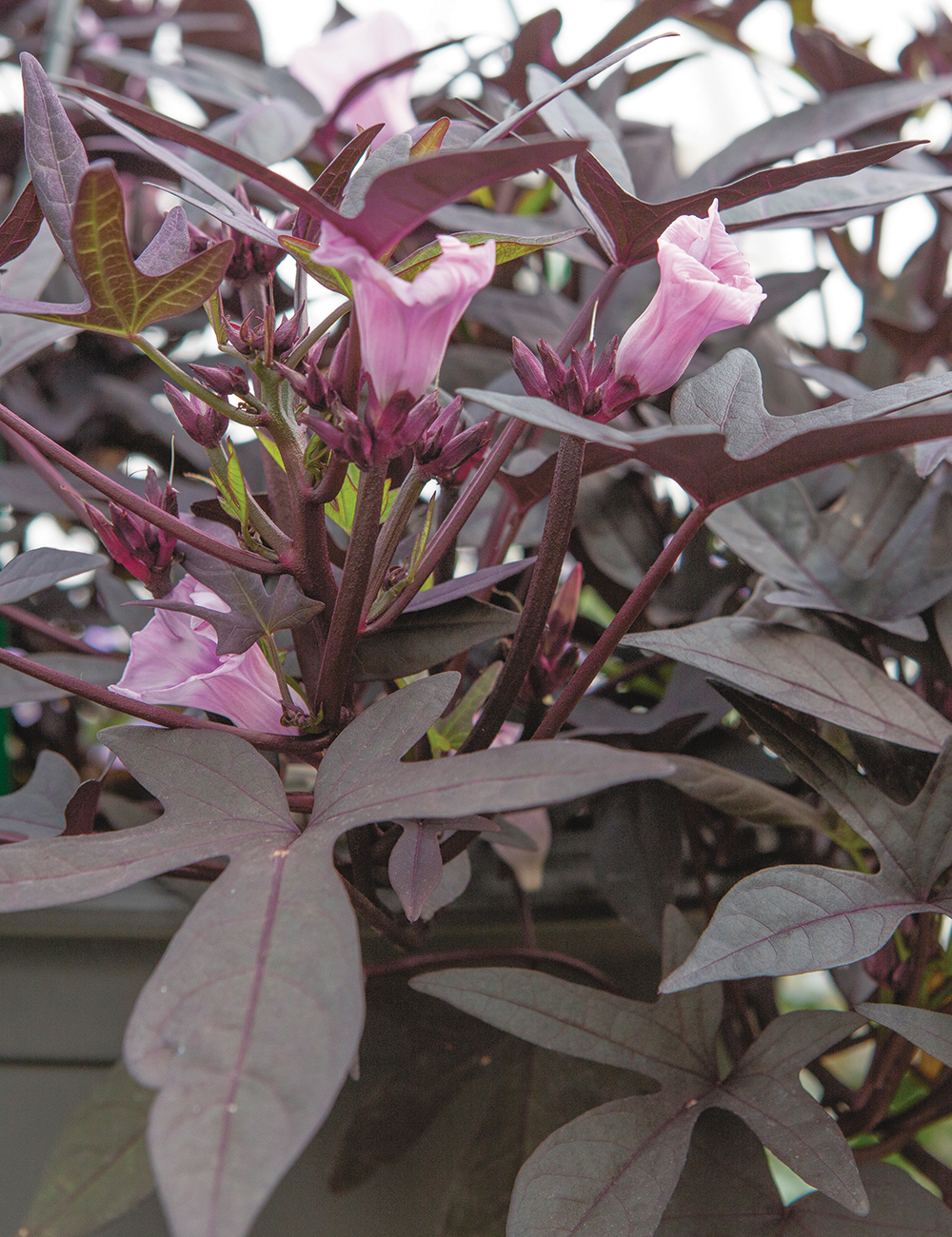 Ipomoea 'Black'