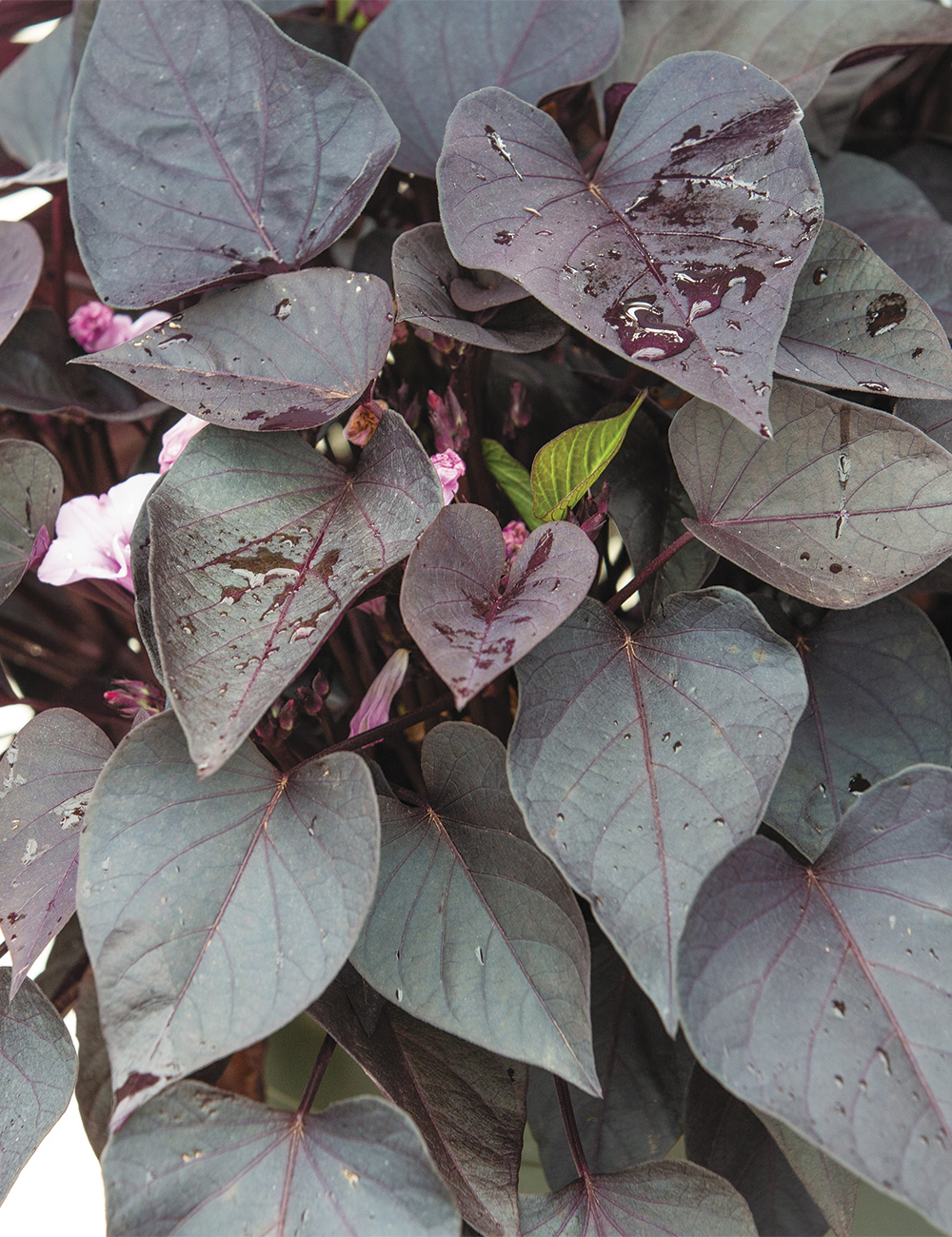 Ipomoea 'Queen of Spades'