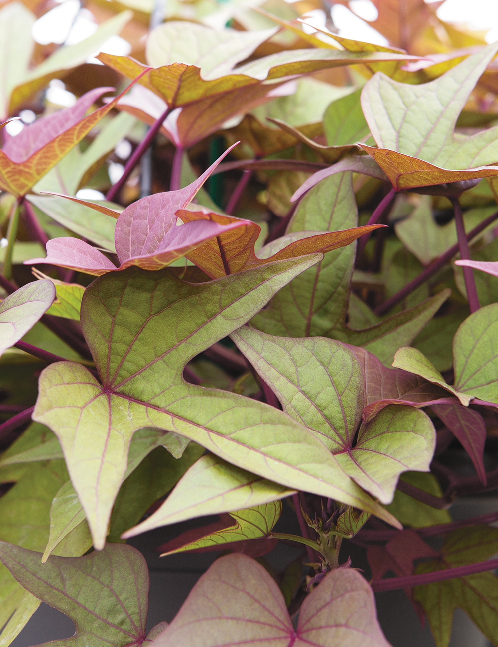 Ipomoea 'Rustic'