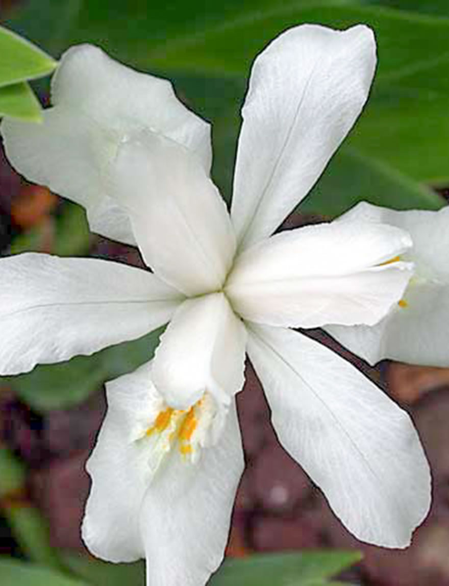 Crested Iris Alba